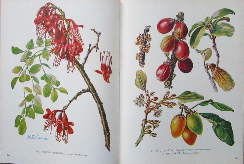 Sixty-Six Transvaal Trees