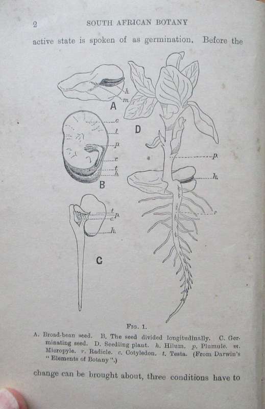 South African Botany