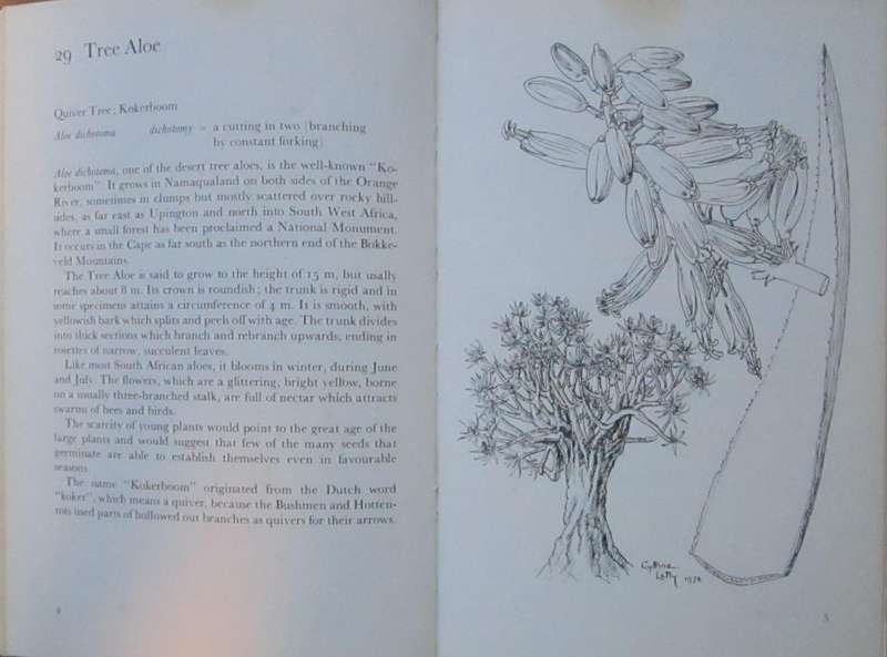 Trees of South Africa Illustrated and Described for Young Readers