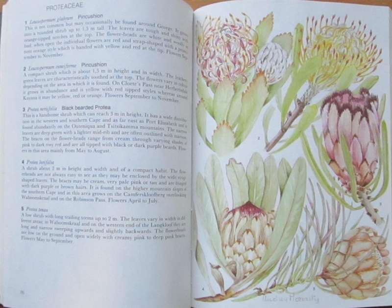 Outeniqua Tsitsikama & Eastern Karoo South African Wildflower Guide 2
