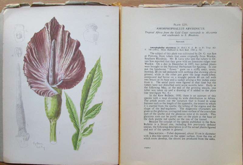 The Flowering Plants of Africa: No.126 Vol 32, Part 2 for June 1957