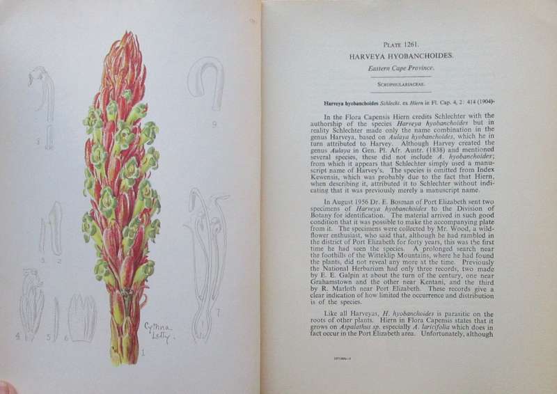 The Flowering Plants of Africa: No.127 Vol 32, Part 3 for May 1958