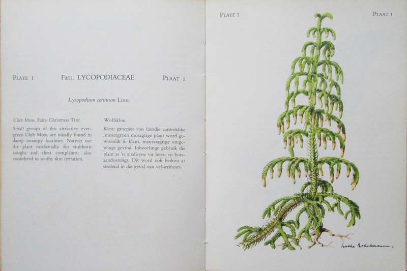 The Flowering Plants of Tsitsikama Forest and Coastal National Park