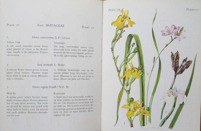 The Flowering Plants of Tsitsikama Forest and Coastal National Park