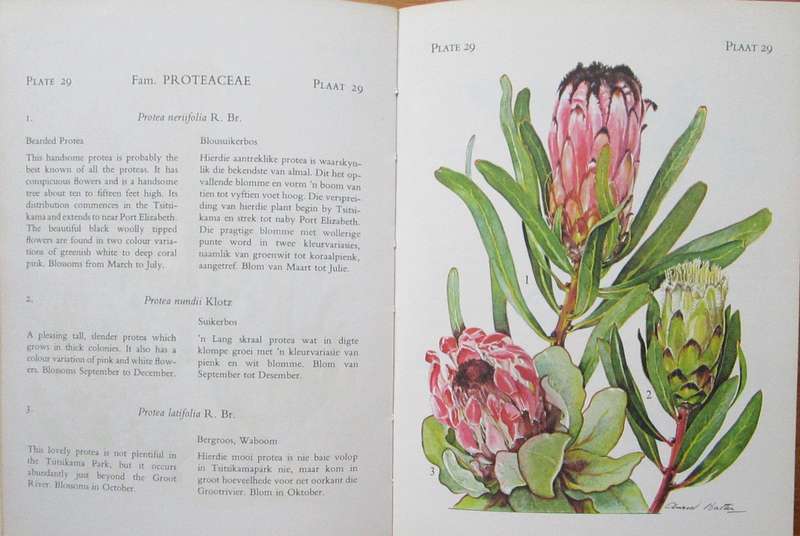 The Flowering Plants of Tsitsikama Forest and Coastal National Park