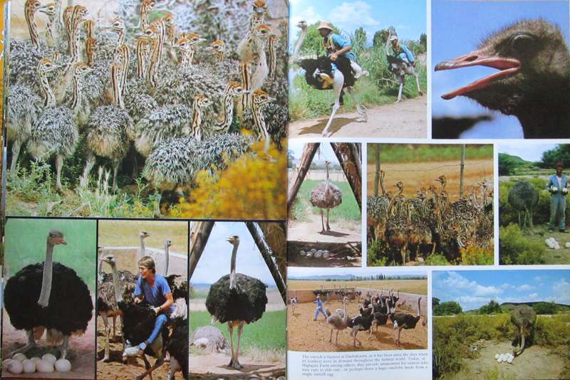 The Splendour of South Africa
