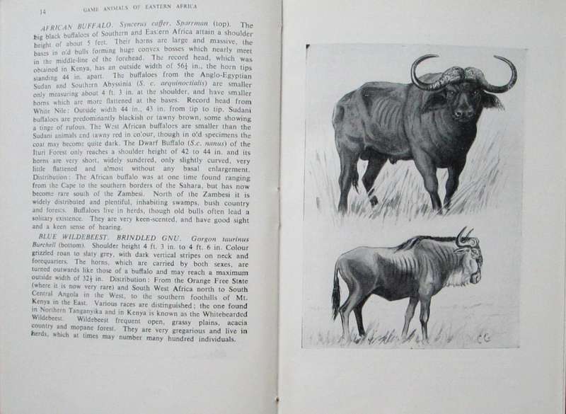 Game Animals of Eastern Africa