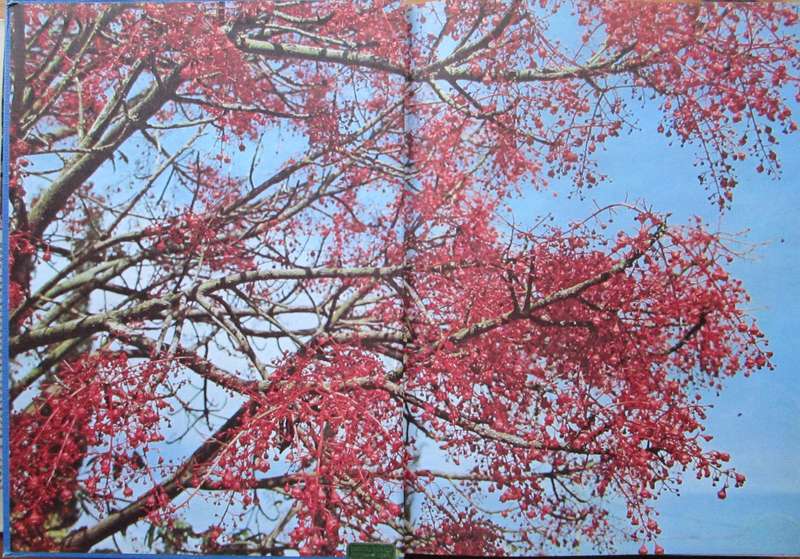 Shrubs, Trees and Climbers for Southern Africa