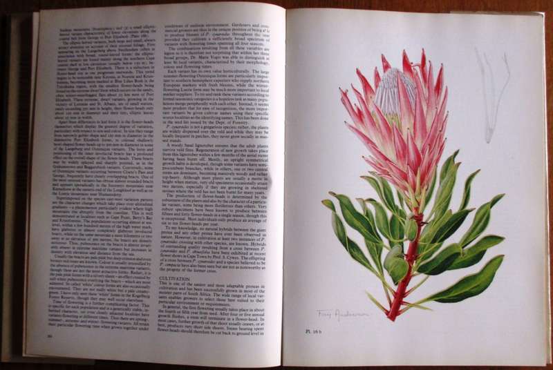 The Proteas of Southern Africa