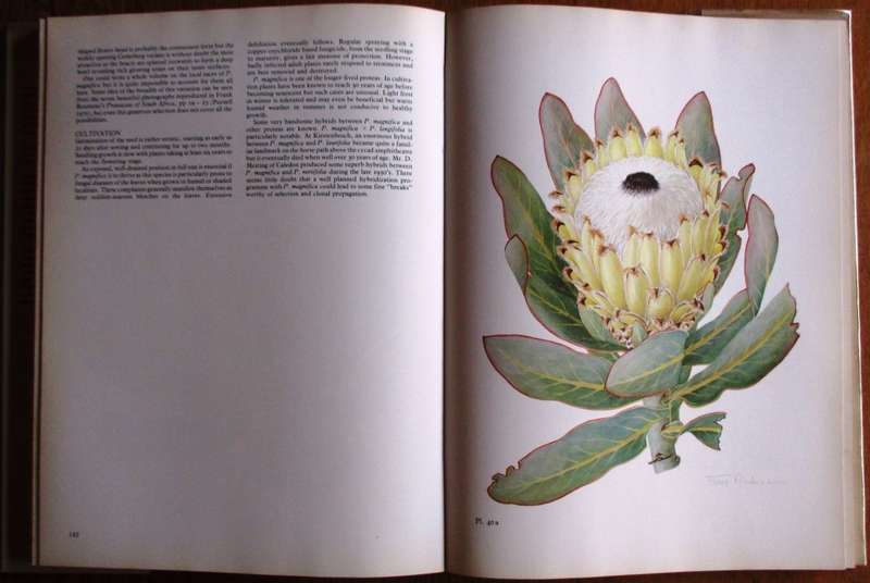 The Proteas of Southern Africa