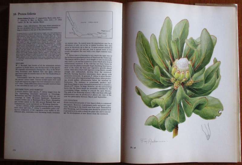The Proteas of Southern Africa
