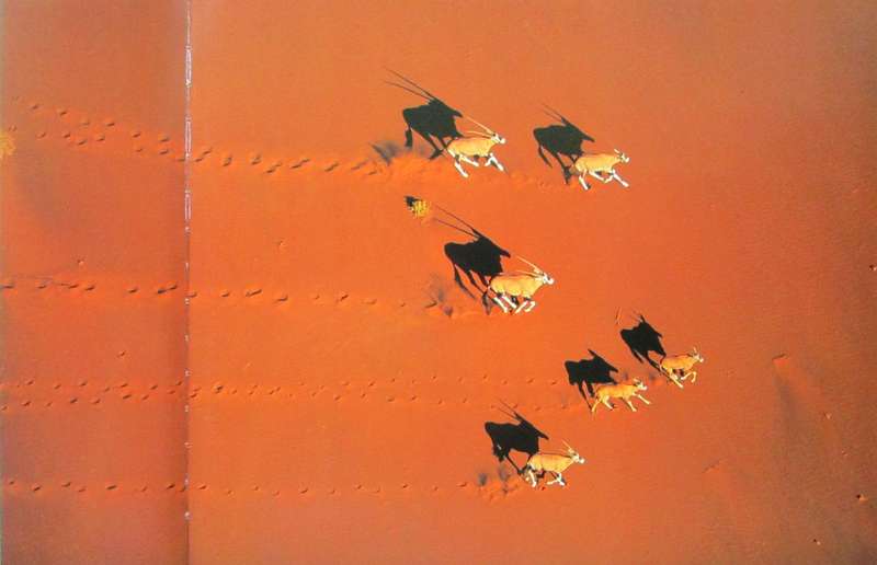 Bird's Eye View an Aerial Journey Over Wild Africa