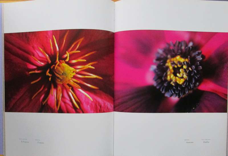 Flowers Portraits of Intimacy