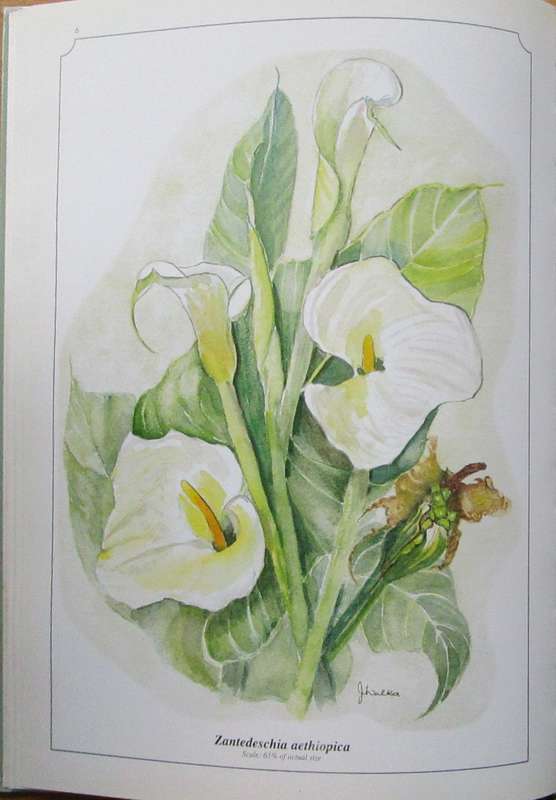 Wild Flowers of KwaZulu-Natal *** SIGNED ***
