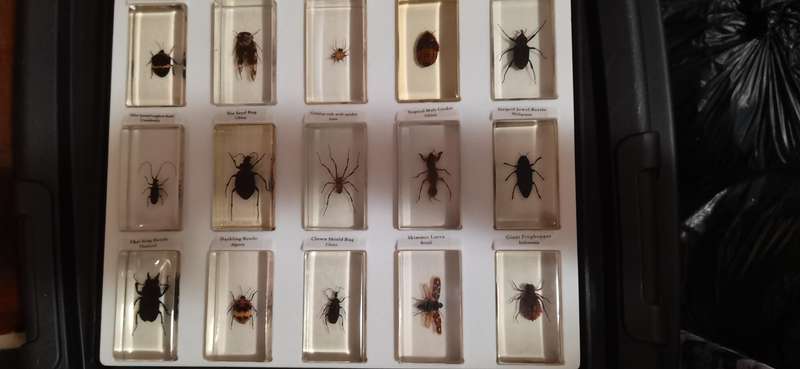 Resin Insect Collection 88pc with books complete