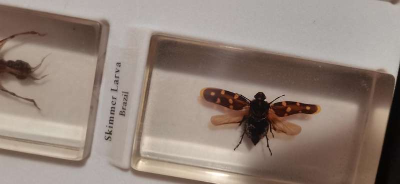 Resin Insect Collection 88pc with books complete
