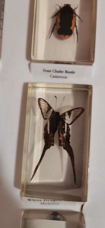 Resin Insect Collection 88pc with books complete