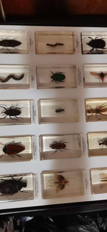 Resin Insect Collection 88pc with books complete