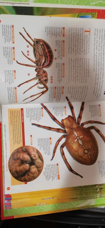 Resin Insect Collection 88pc with books complete