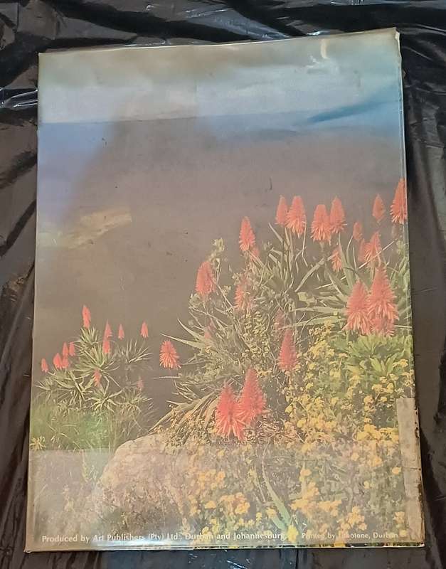 GOLDEN TRANSVAAL VINTAGE
