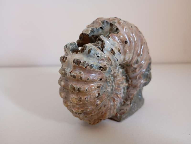 Ammonite with Skull Carving