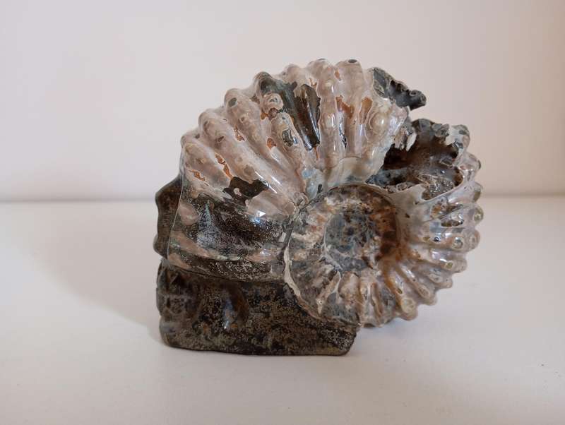 Ammonite with Skull Carving