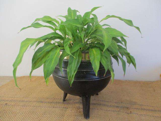 Exquisite Vintage Old School Steel Metal Three Legged Potjie Pot Pot Plant Holder