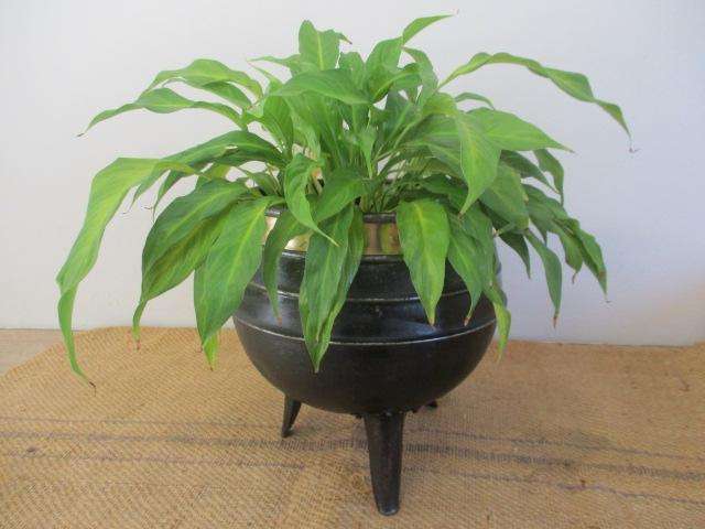 Exquisite Vintage Old School Steel Metal Three Legged Potjie Pot Pot Plant Holder
