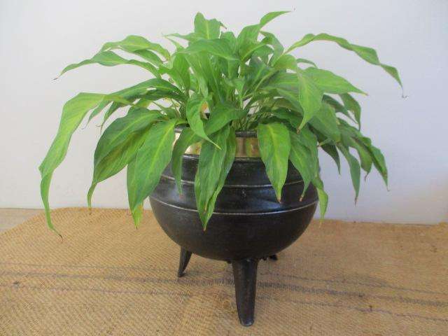 Exquisite Vintage Old School Steel Metal Three Legged Potjie Pot Pot Plant Holder