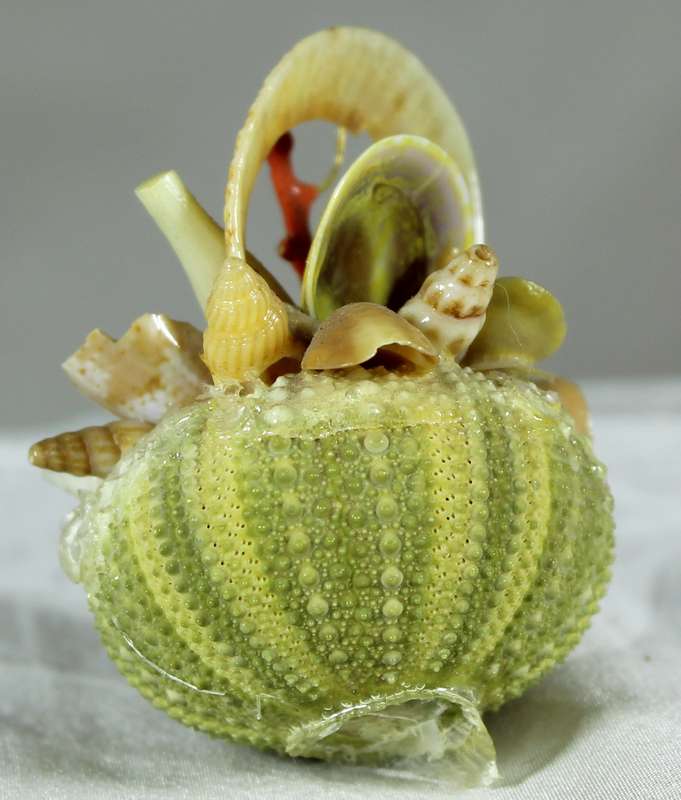 Miniature shell bouquet