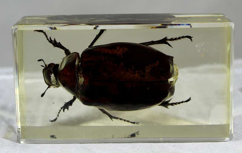 Beetle in a resin block