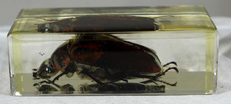 Beetle in a resin block