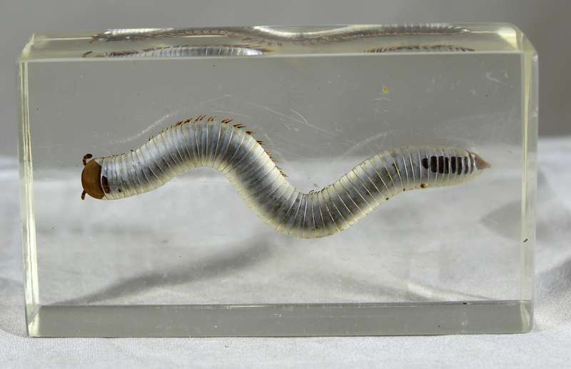 Centipede in a resin block