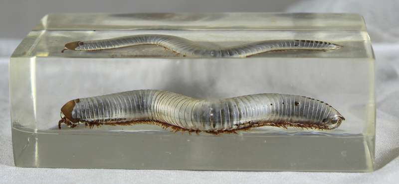 Centipede in a resin block