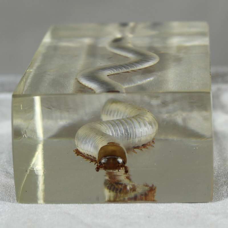 Centipede in a resin block