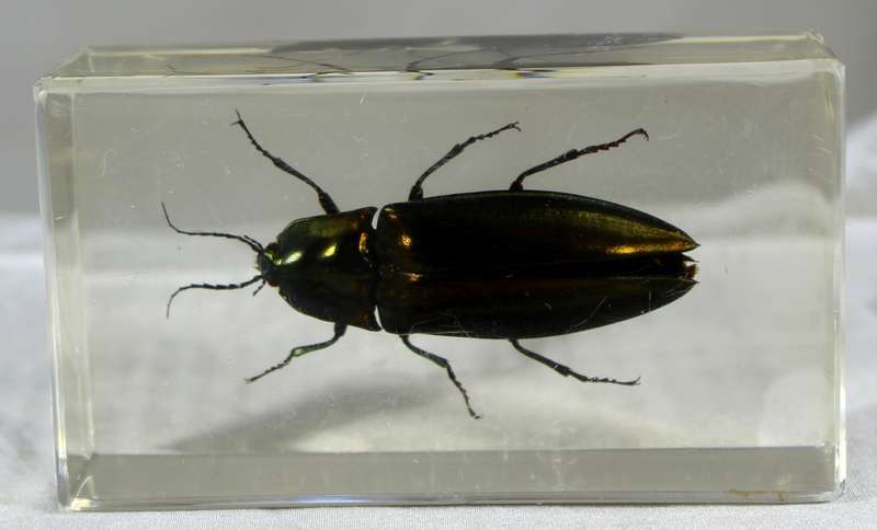 Jewel beetle in a resin block