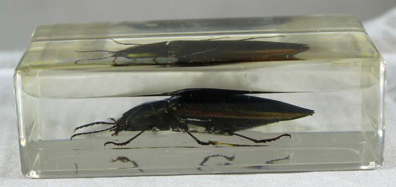 Jewel beetle in a resin block