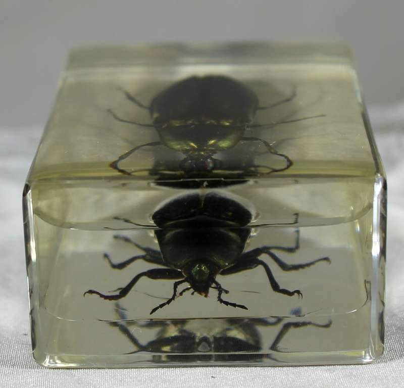 Jewel beetle in a resin block