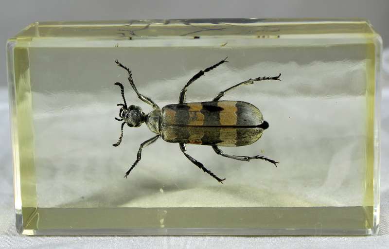 Longhorn beetle in a resin block