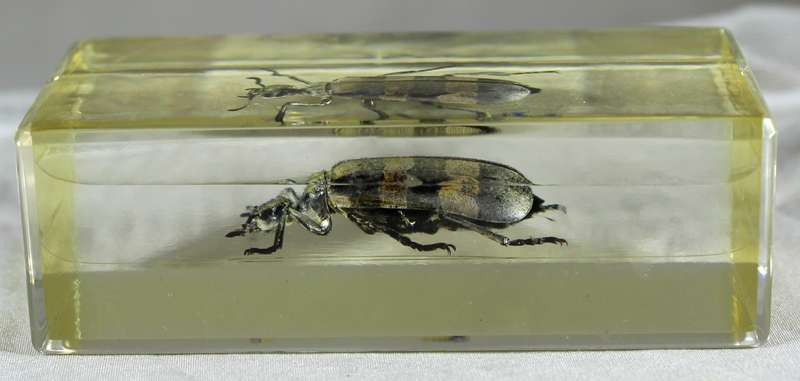 Longhorn beetle in a resin block