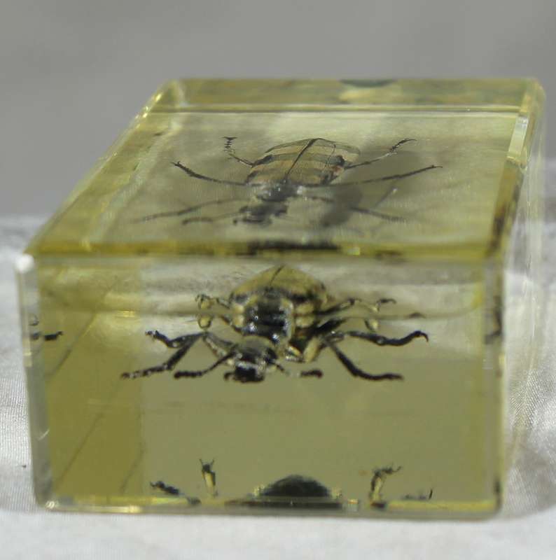 Longhorn beetle in a resin block