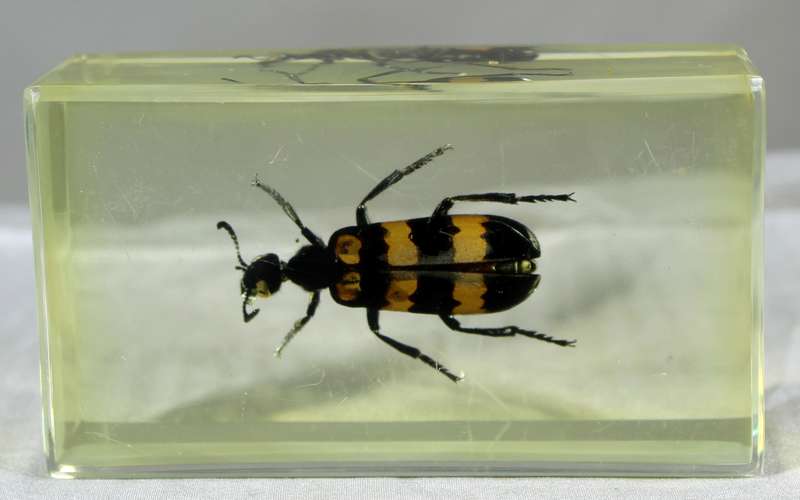 Blister beetle in a resin block