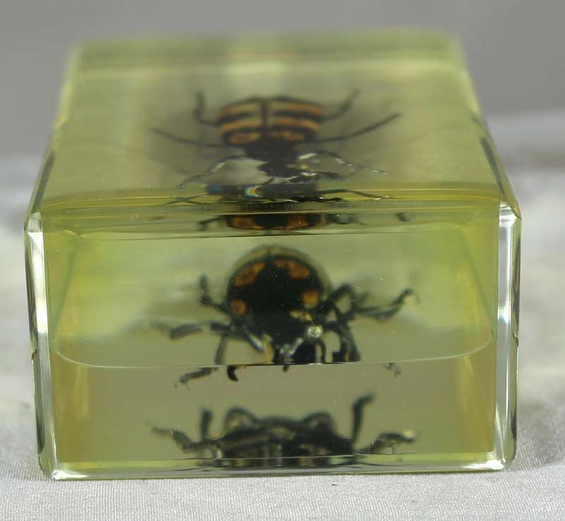 Blister beetle in a resin block