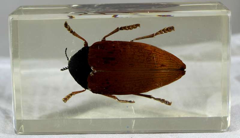 Giant cockroach in a resin block