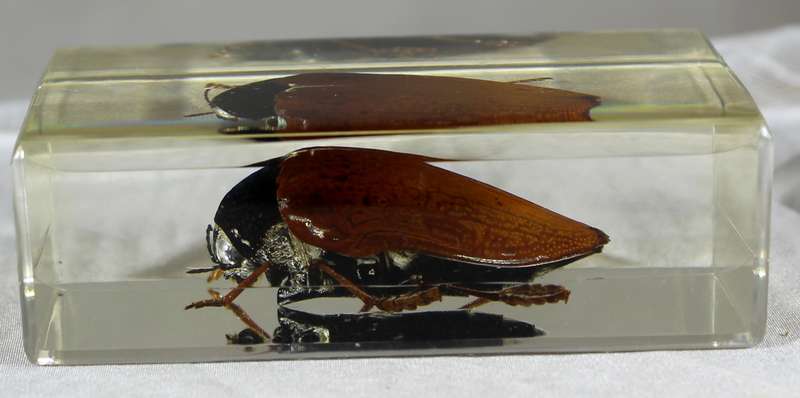 Giant cockroach in a resin block