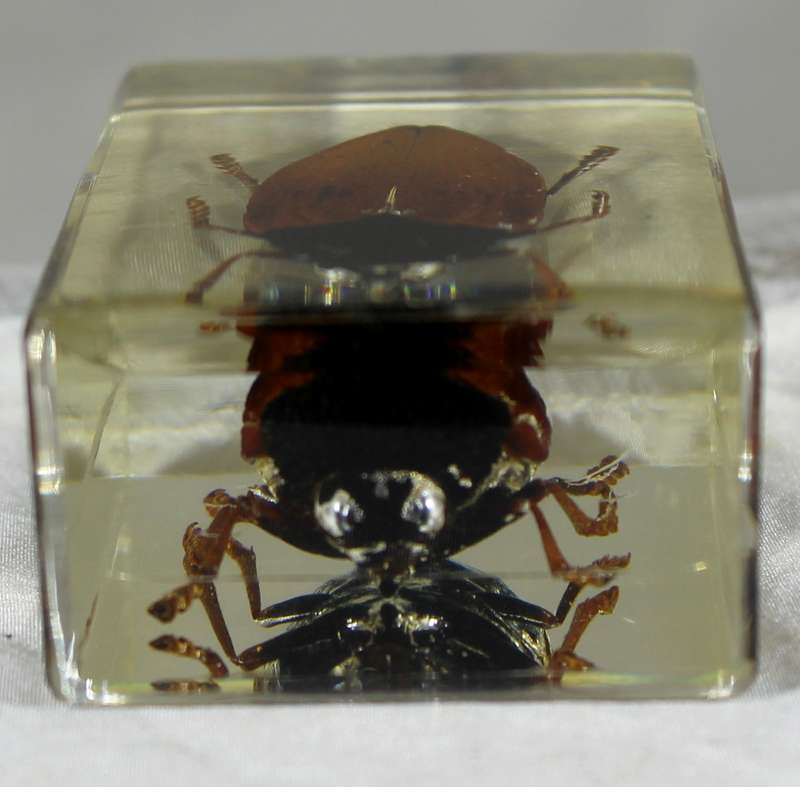 Giant cockroach in a resin block