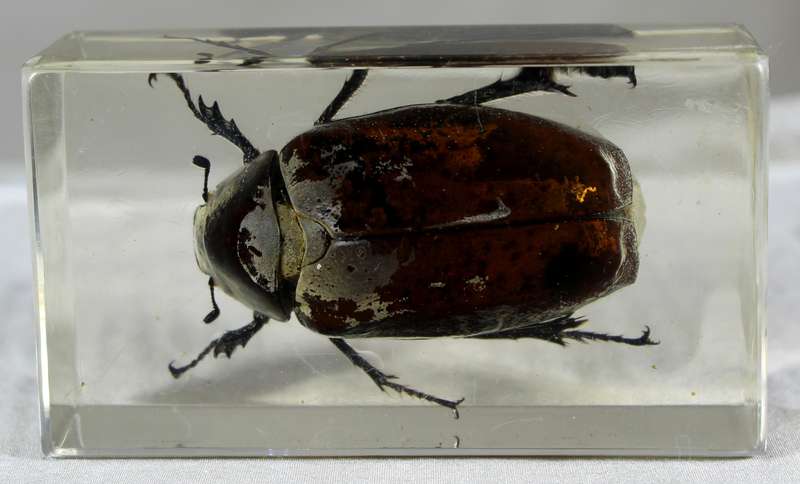 Gray-back cane beetle in a resin block