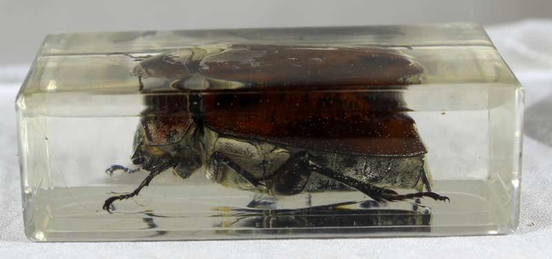 Gray-back cane beetle in a resin block