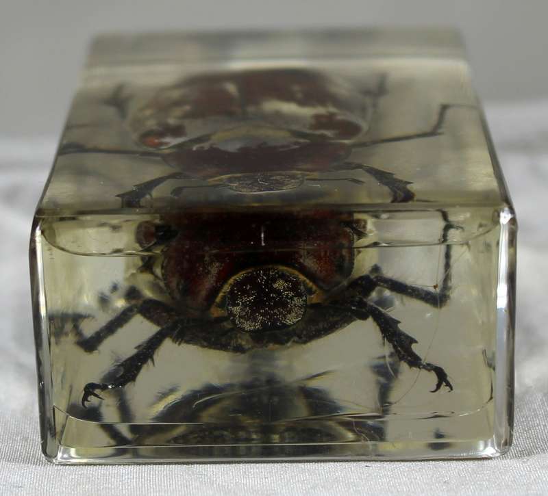 Gray-back cane beetle in a resin block
