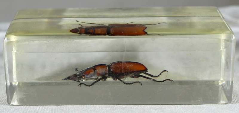 Stag beetle in a resin block